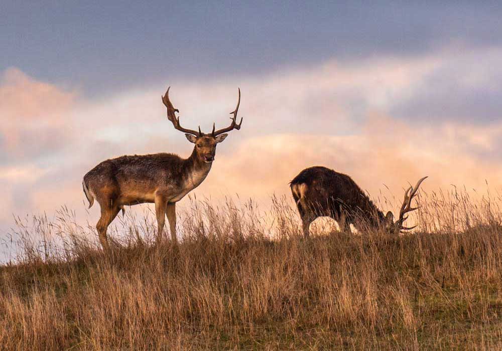 Supercharge Your Dog’s Health with Organ Meats