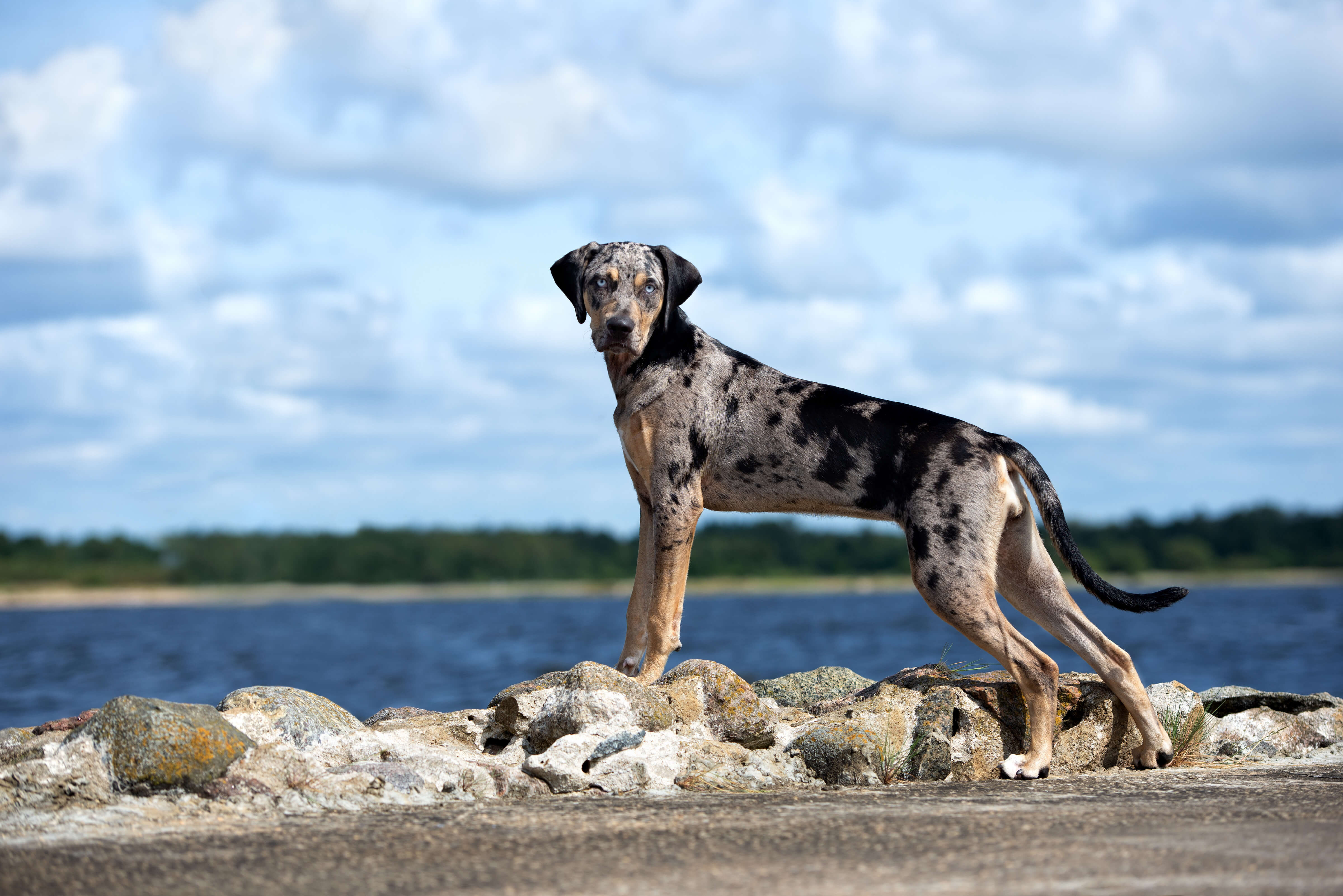 Blue store leopard dog