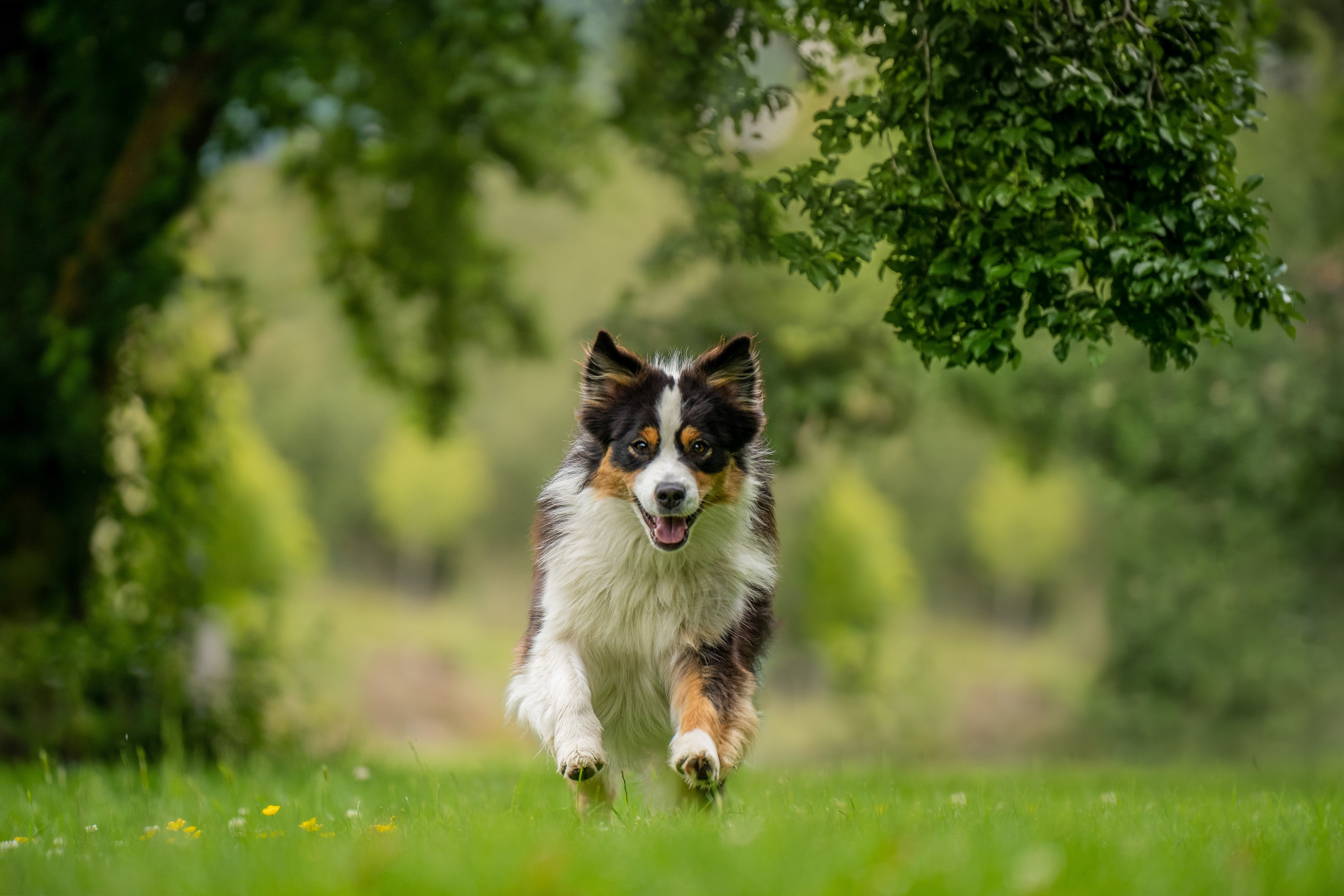 Raw Feeding for Australian Shepherds Optimizing Health and Energy with a Balanced Diet