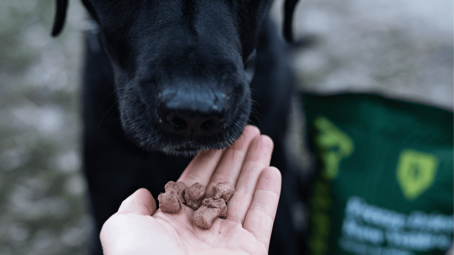 How to Support Your Dog's Digestion