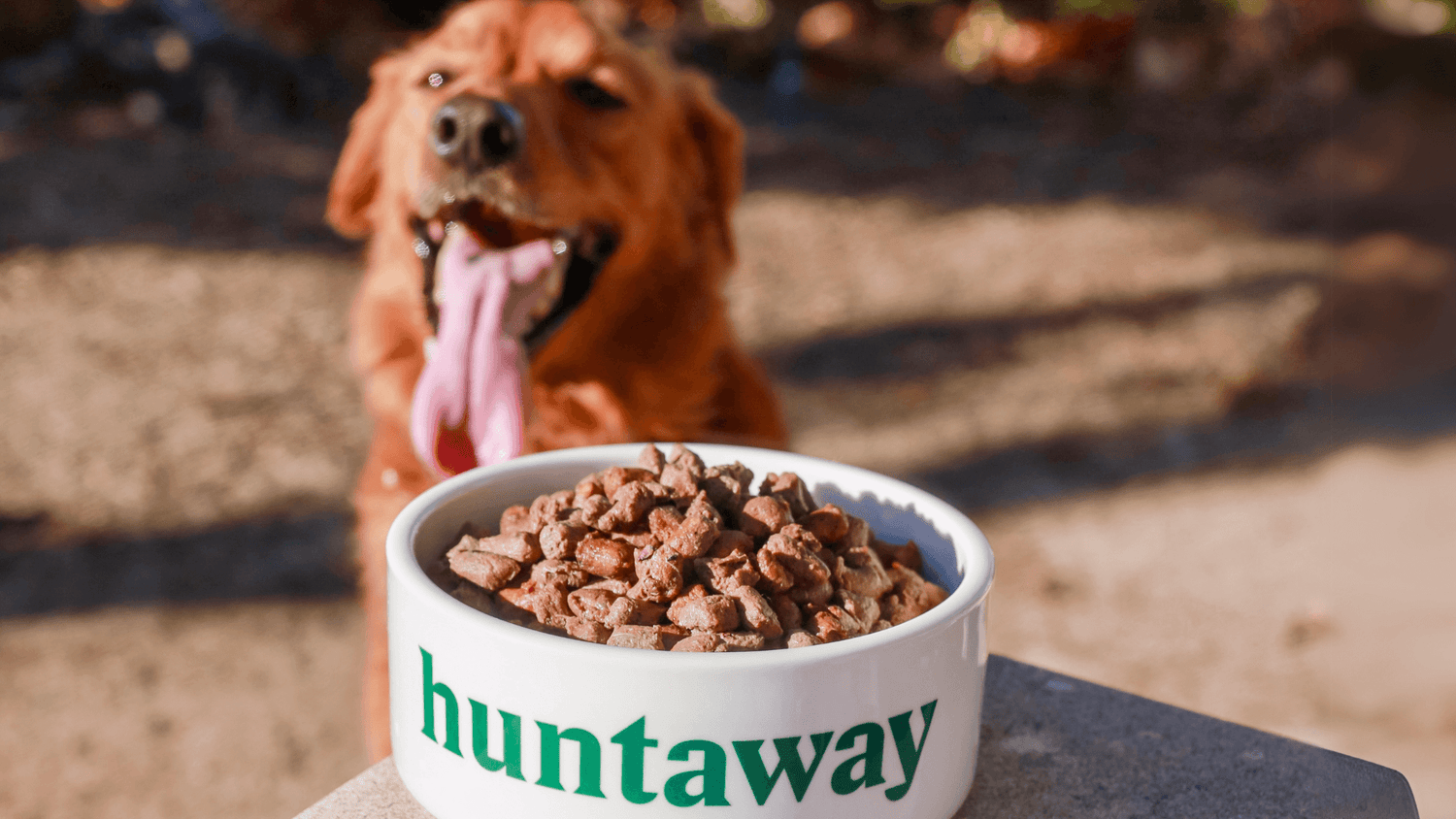 Ready To Go Raw? How to Transition your Dog to Raw Food