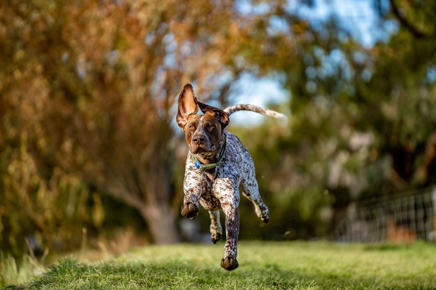 German Shorthair Pointer running in a paddock.