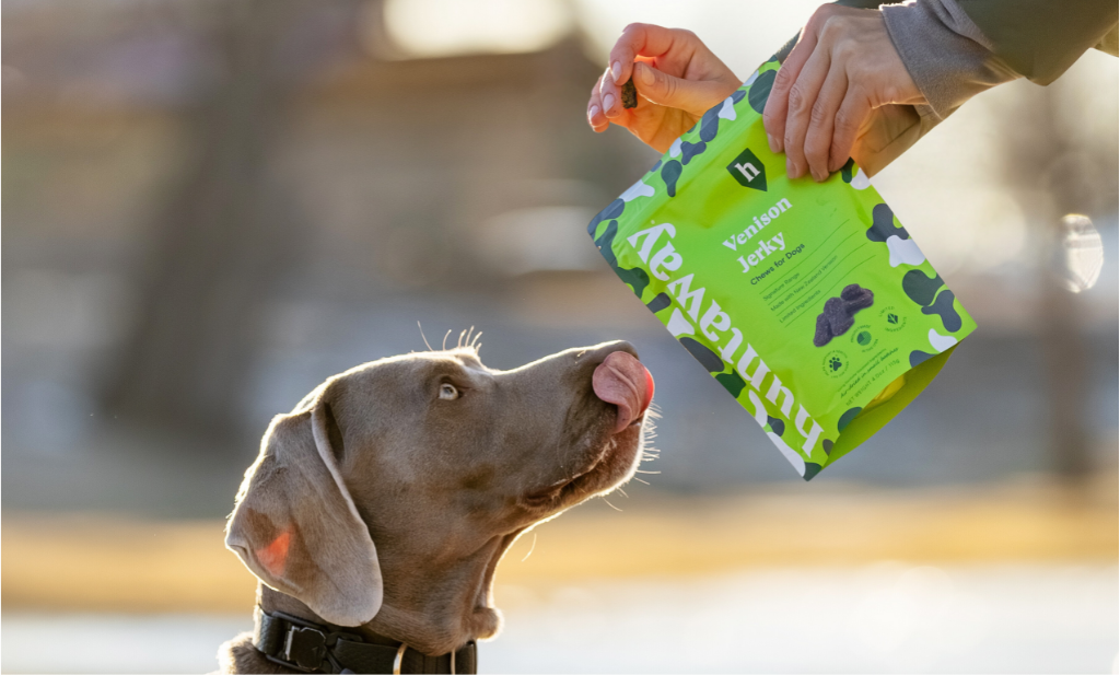 Weimaraner eating Huntaway Venison Jerky Chews