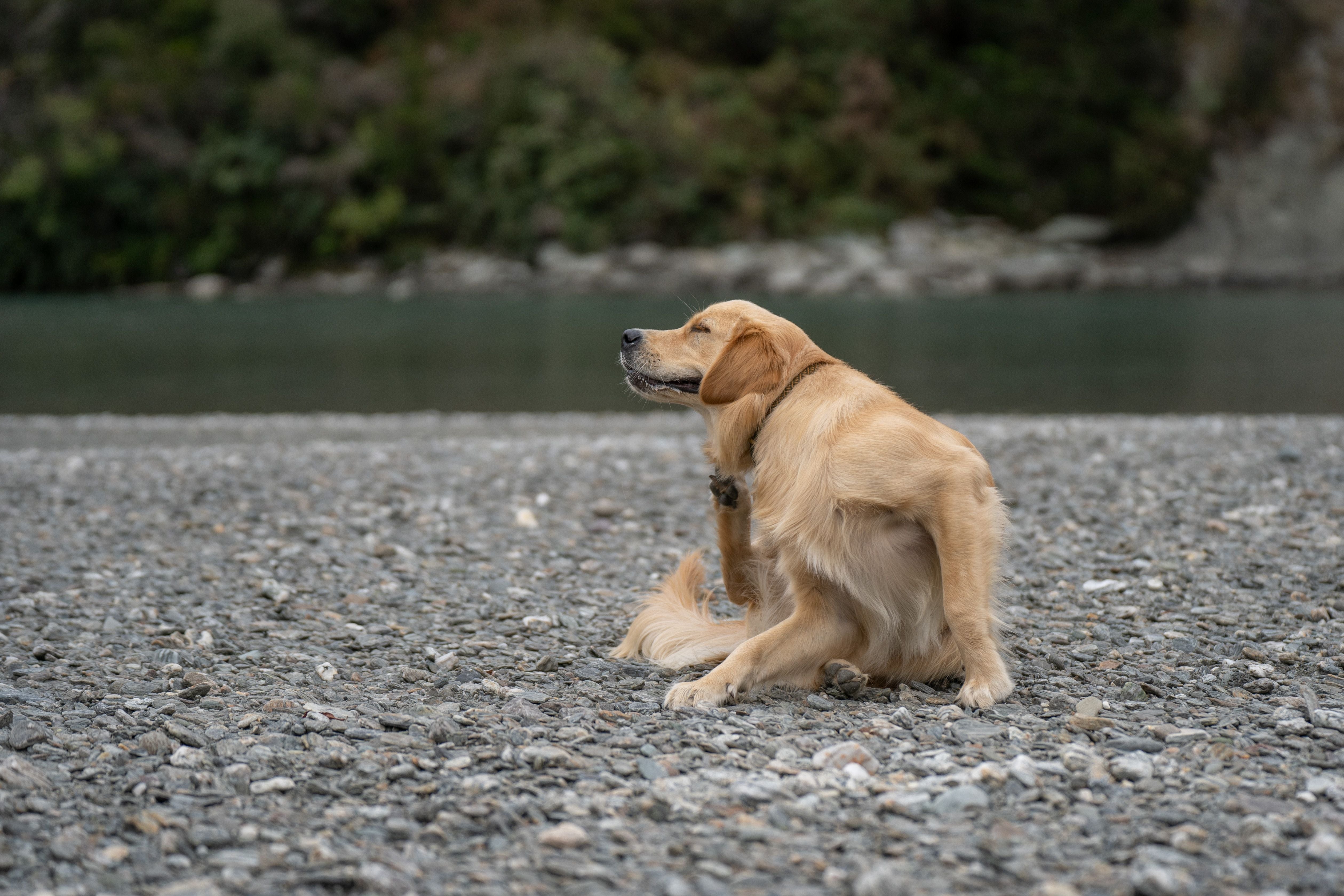 Golden Retriever scratching.