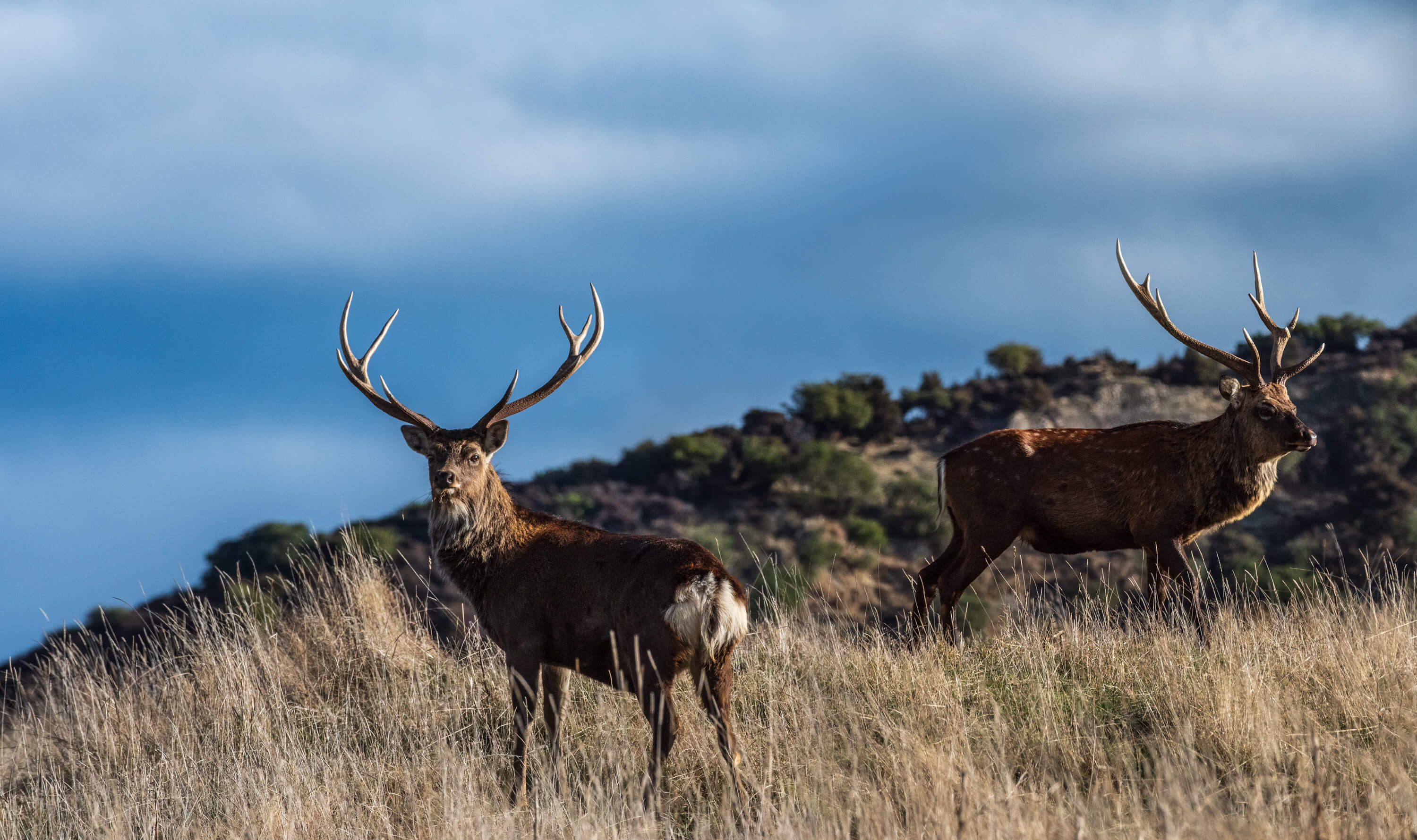 Why Is Venison a Good Choice?