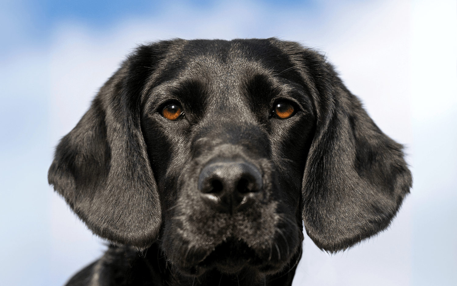 How Raw Venison Can Improve Your Dog’s Skin, Coat and Eye Health