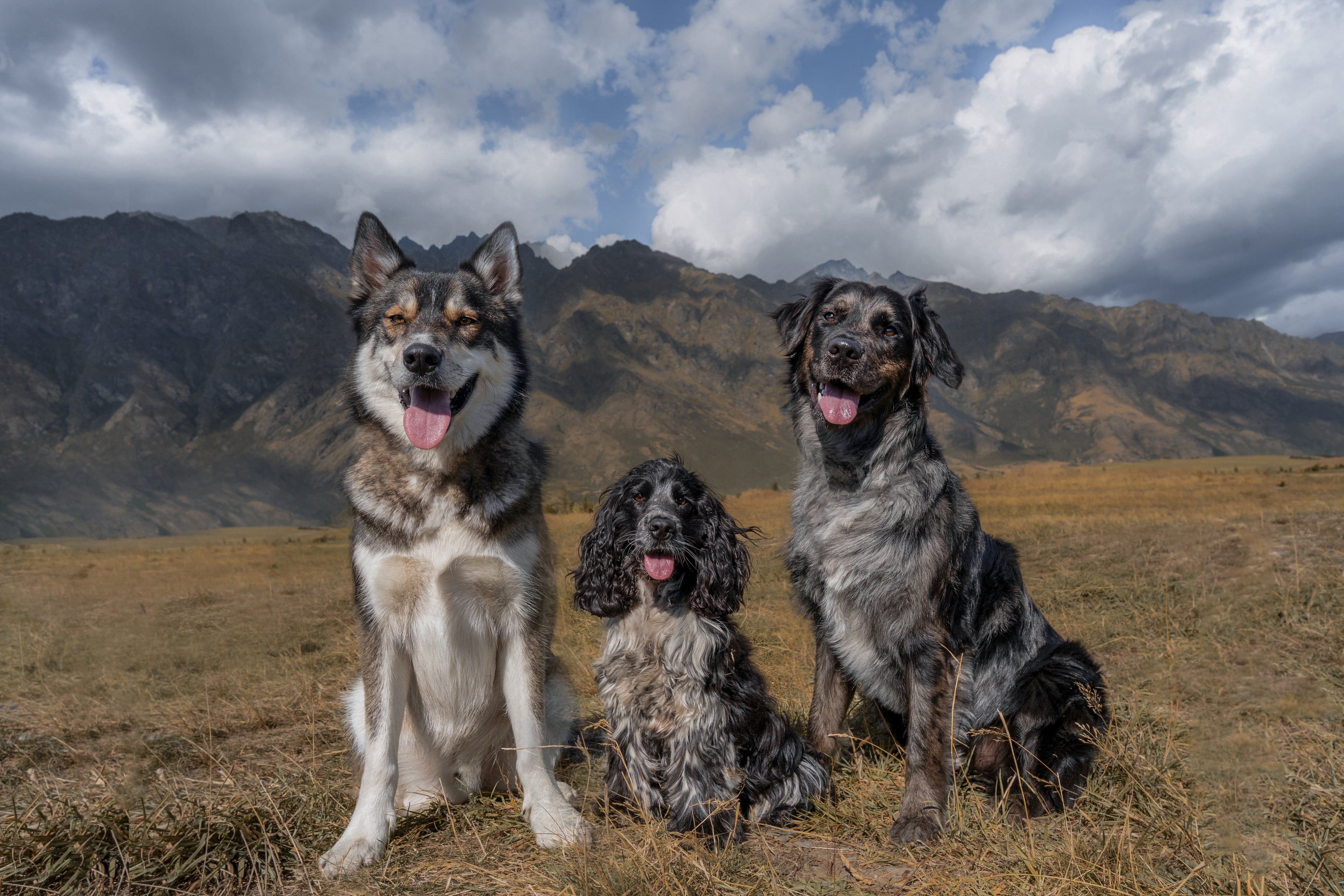 Three dogs outside by the mountains.