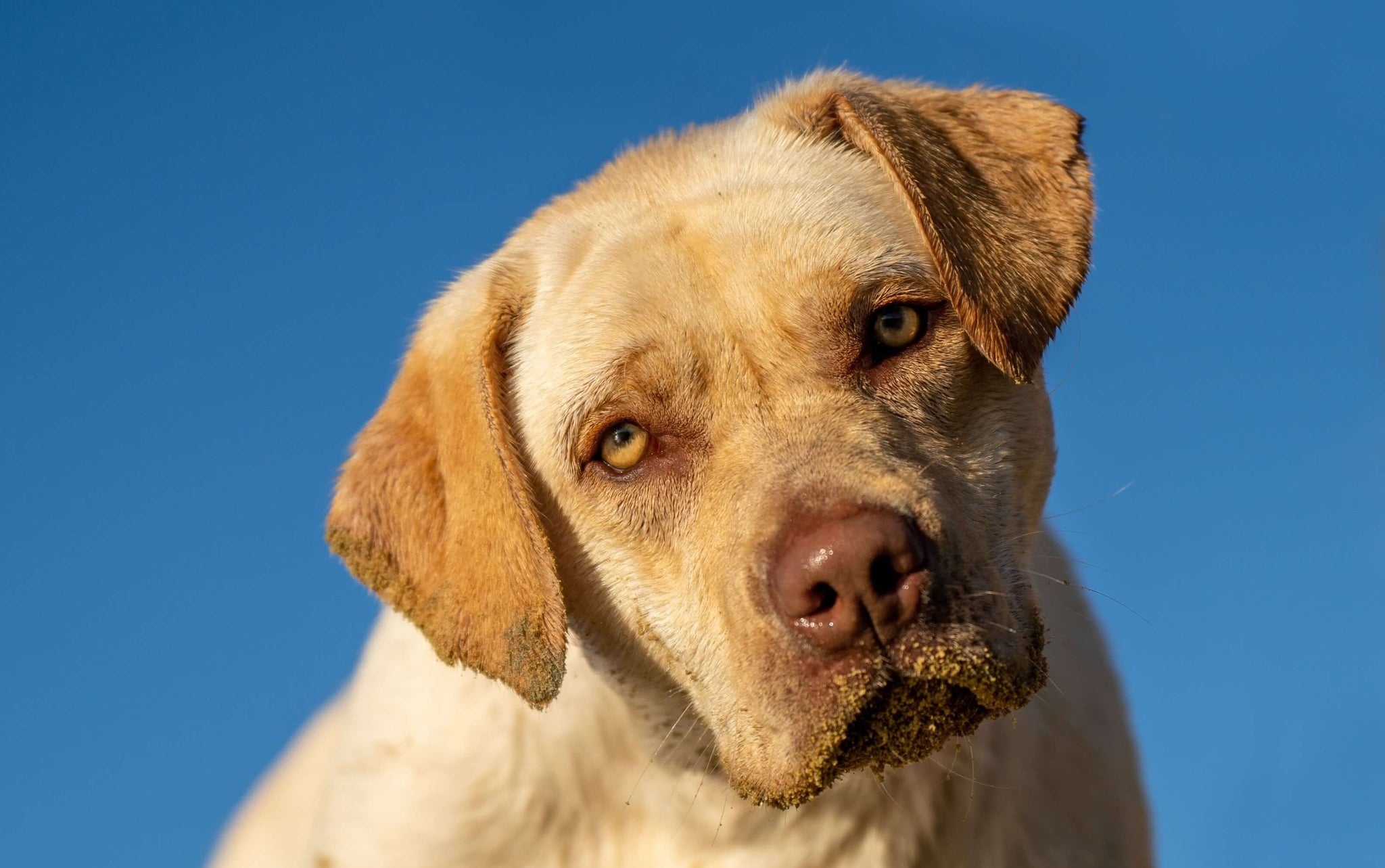 A Nutritional Guide for Labrador Retrievers