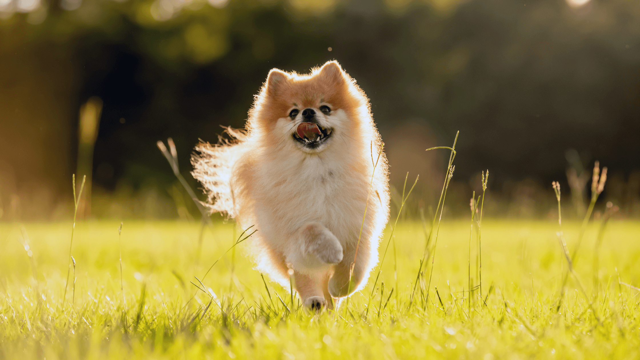 Improving the Health of Pomeranians through Nutrition