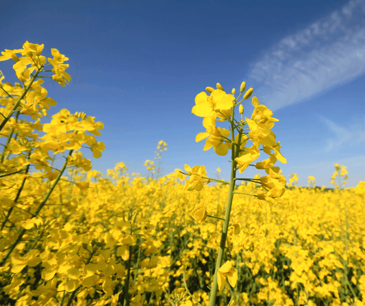Rapeseed Plant.