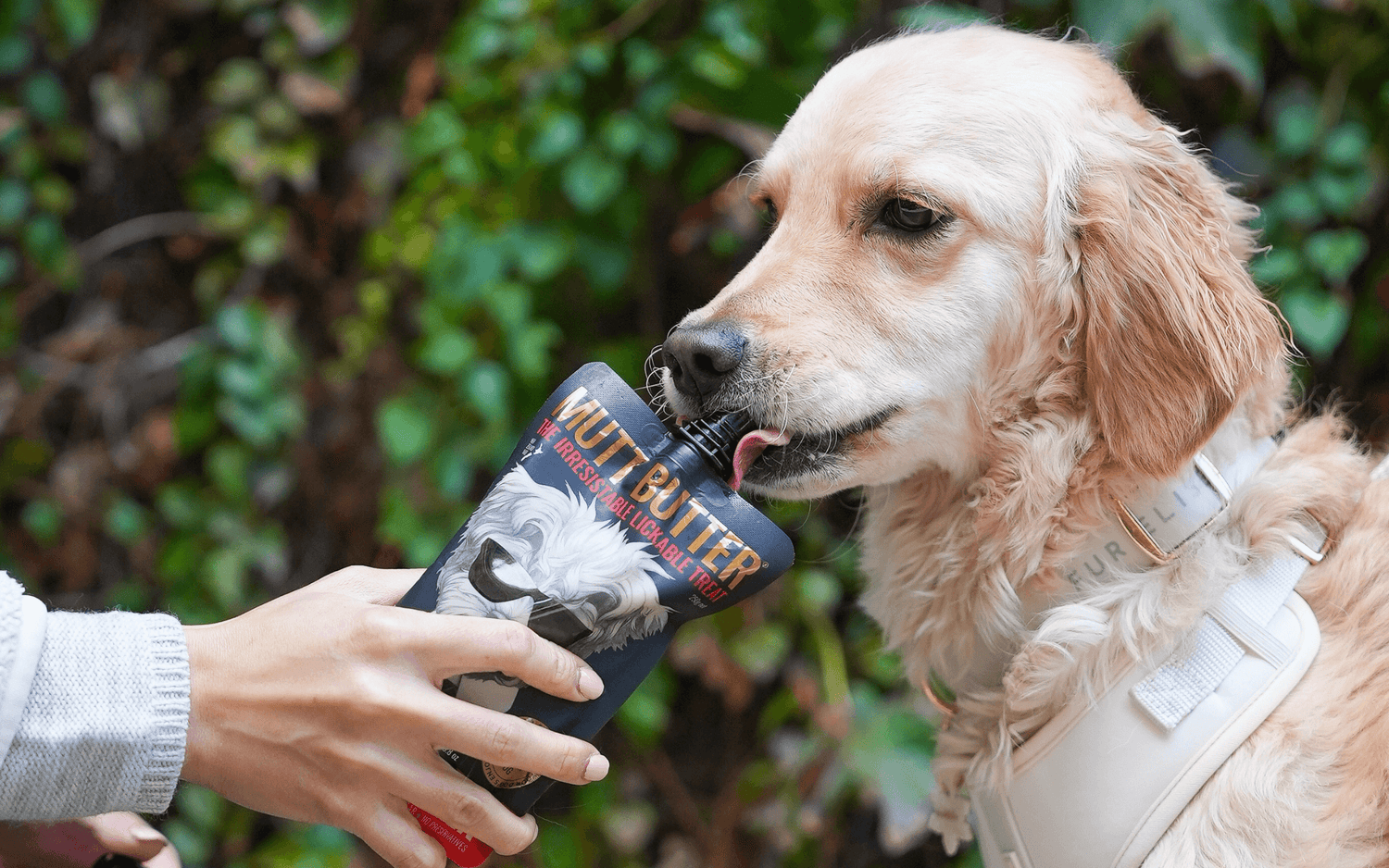 Six Reasons to Feed Your Dog a Quality Peanut Butter