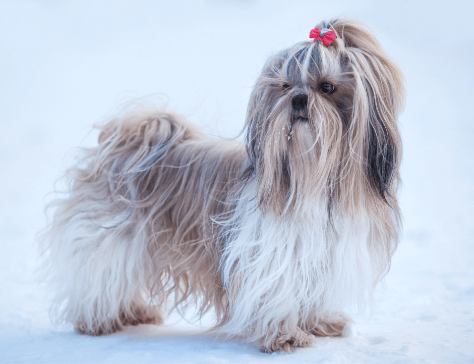 Optimal Nutrition for Shih Tzu
