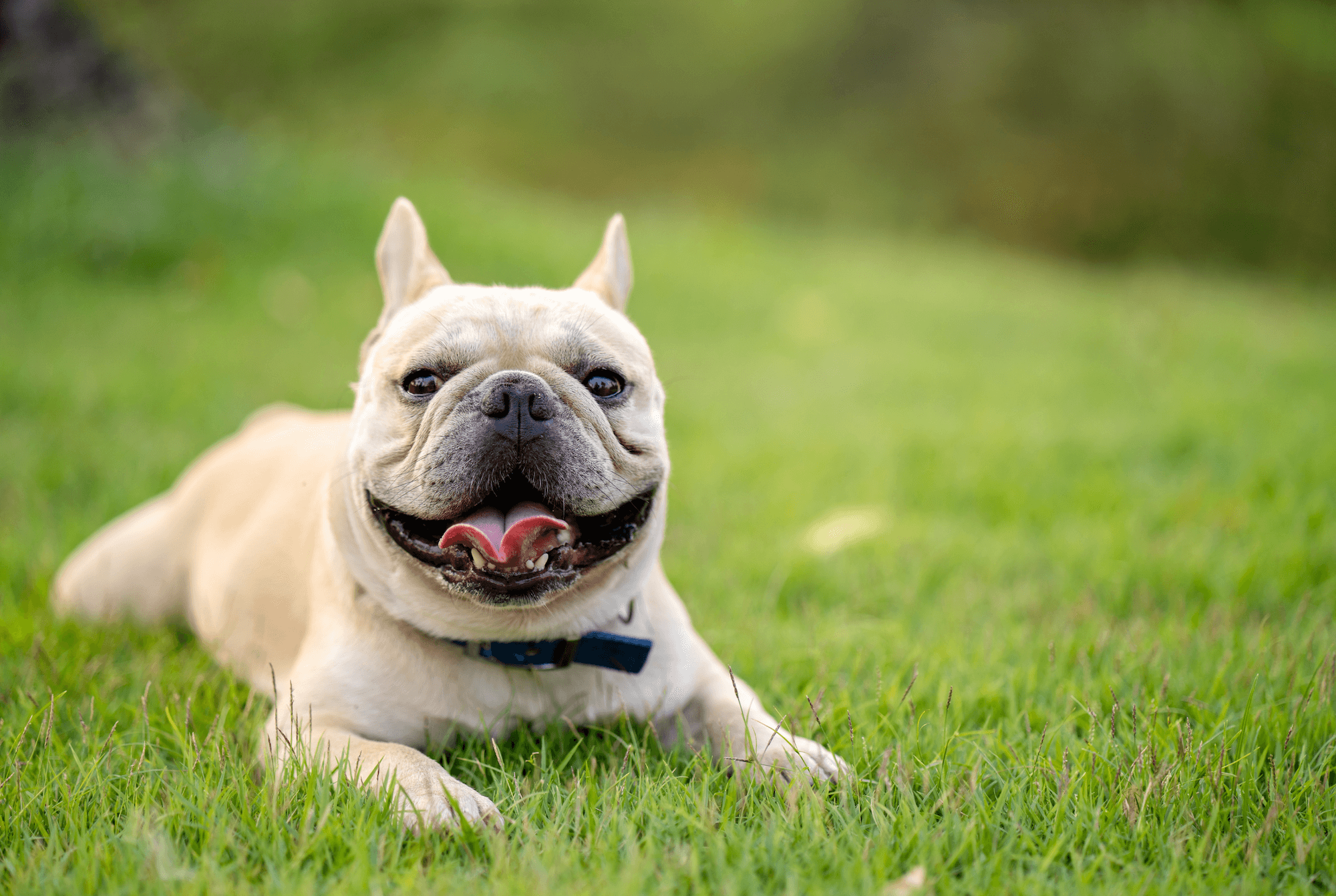French Bulldogs and Raw Dog Food: The Perfect Match