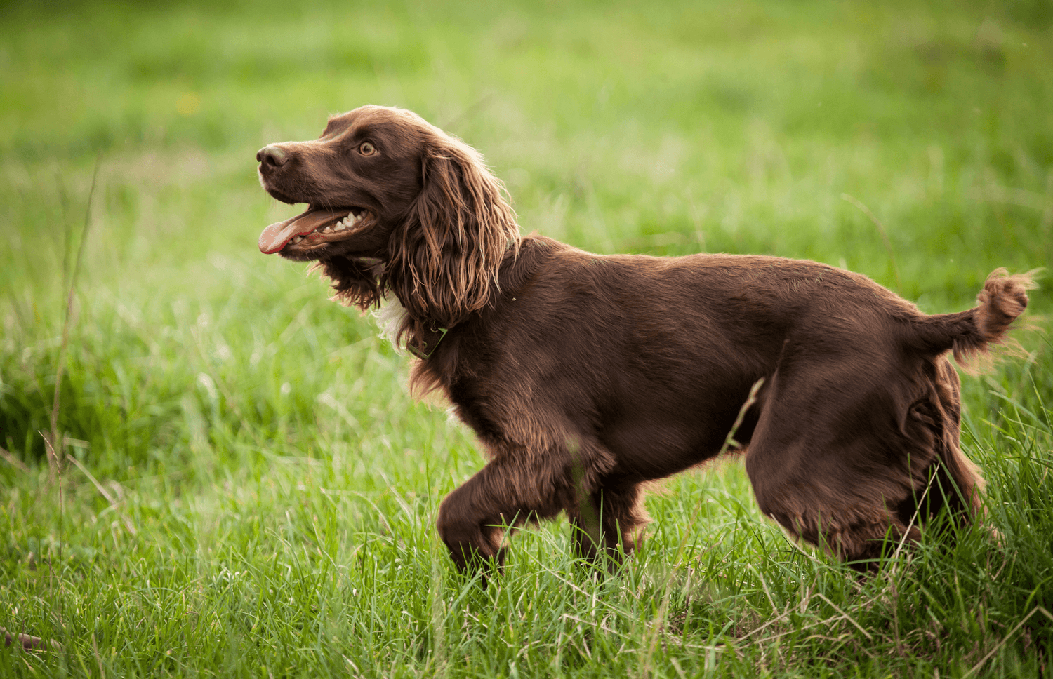 A Nutritional Guide for Spaniels