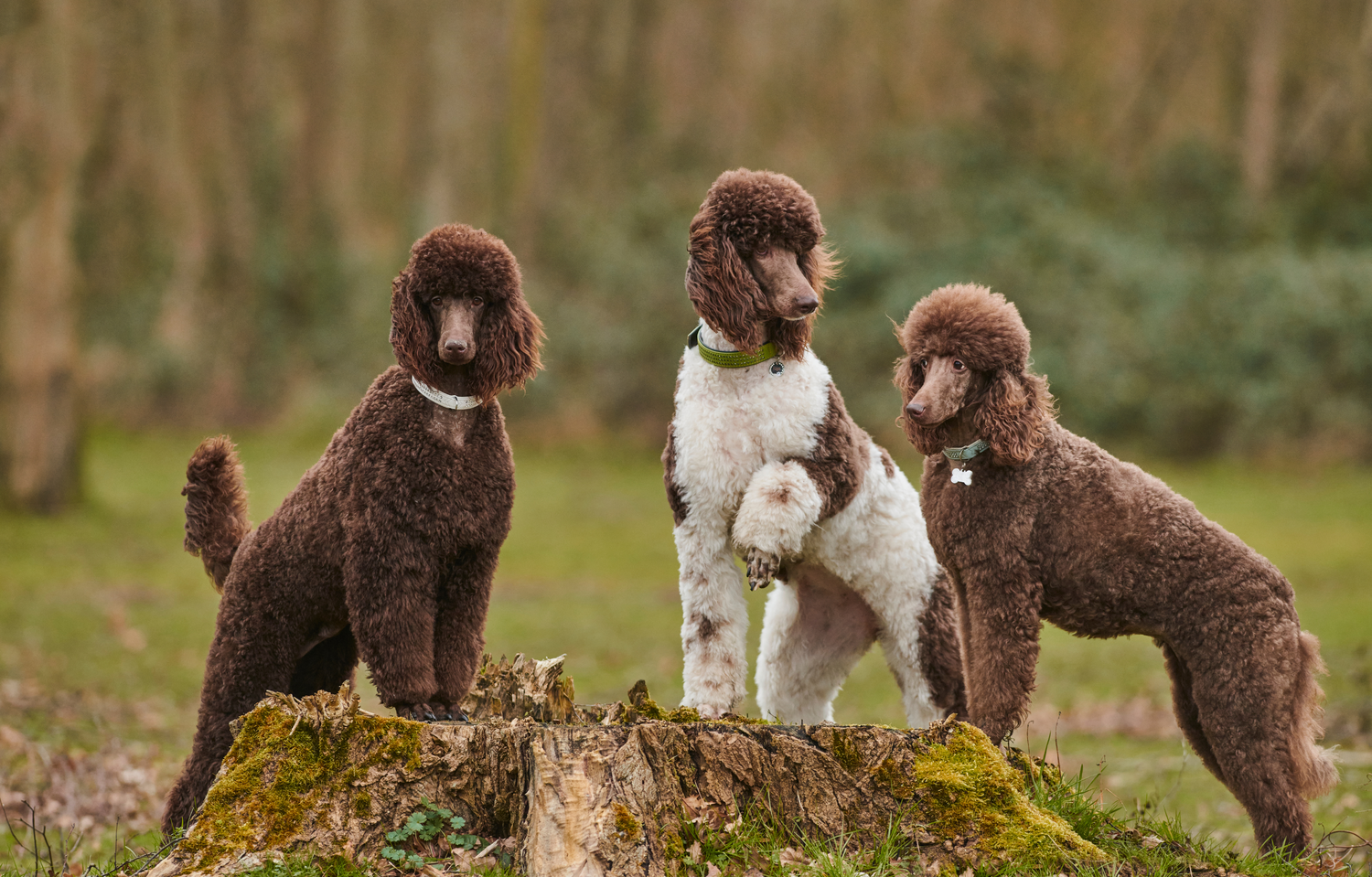 Optimal Nutrition for Poodles: Living a Long and Vibrant Life