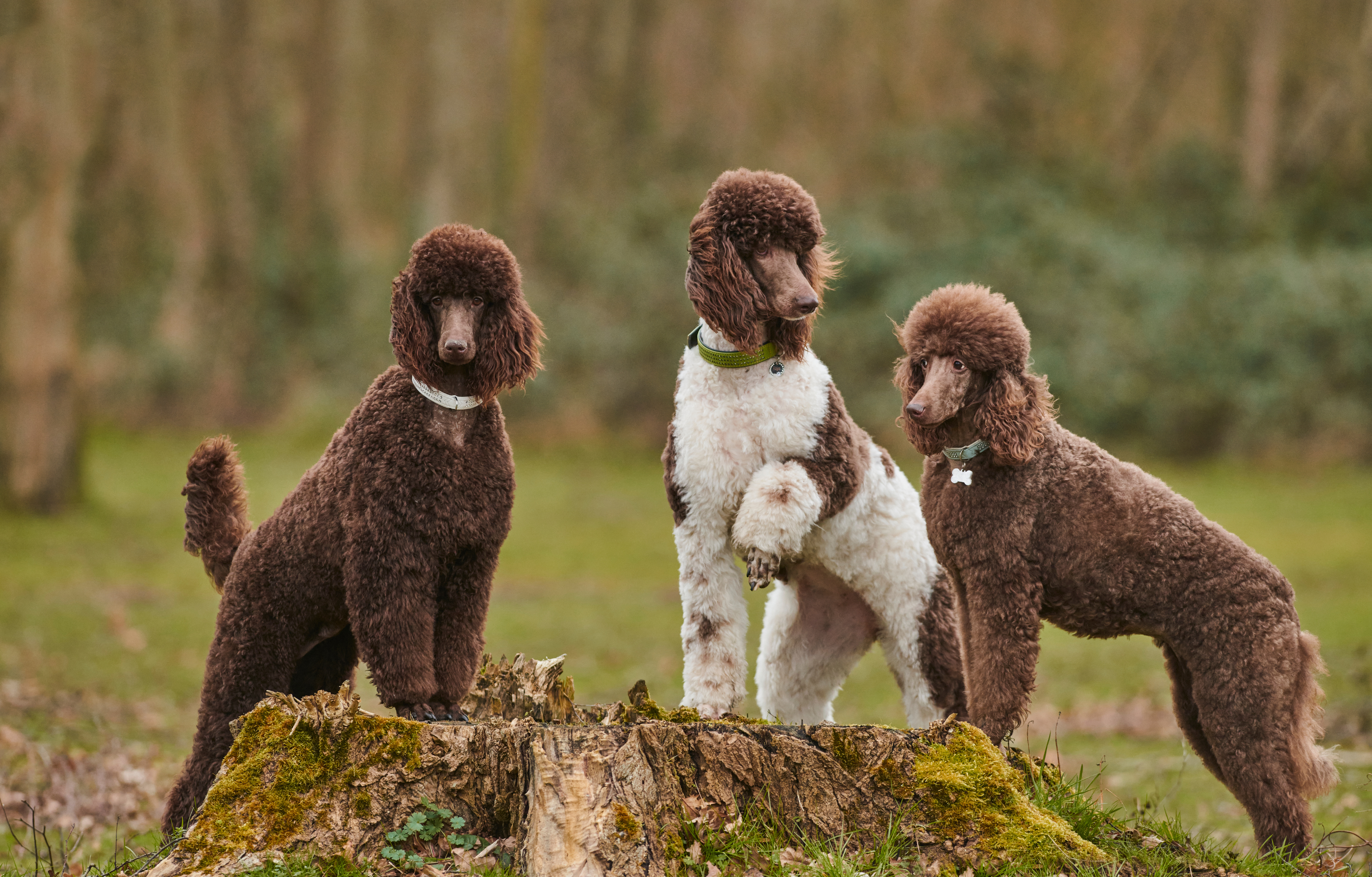 Optimal Nutrition for Poodles: Living a Long and Vibrant Life
