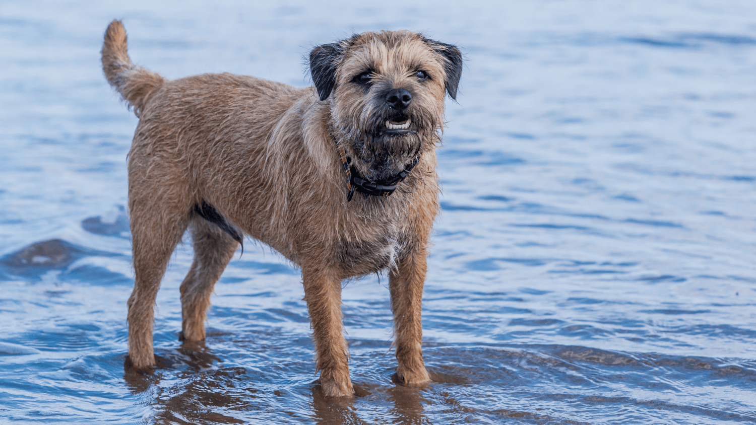 Finding the Best Nutrition for your Border Terrier