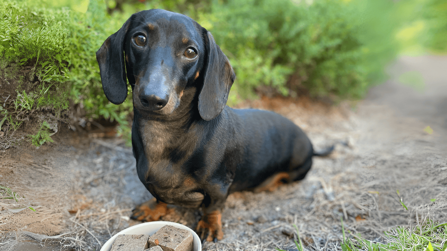 Improving the Health of Dachshunds through Optimal Nutrition