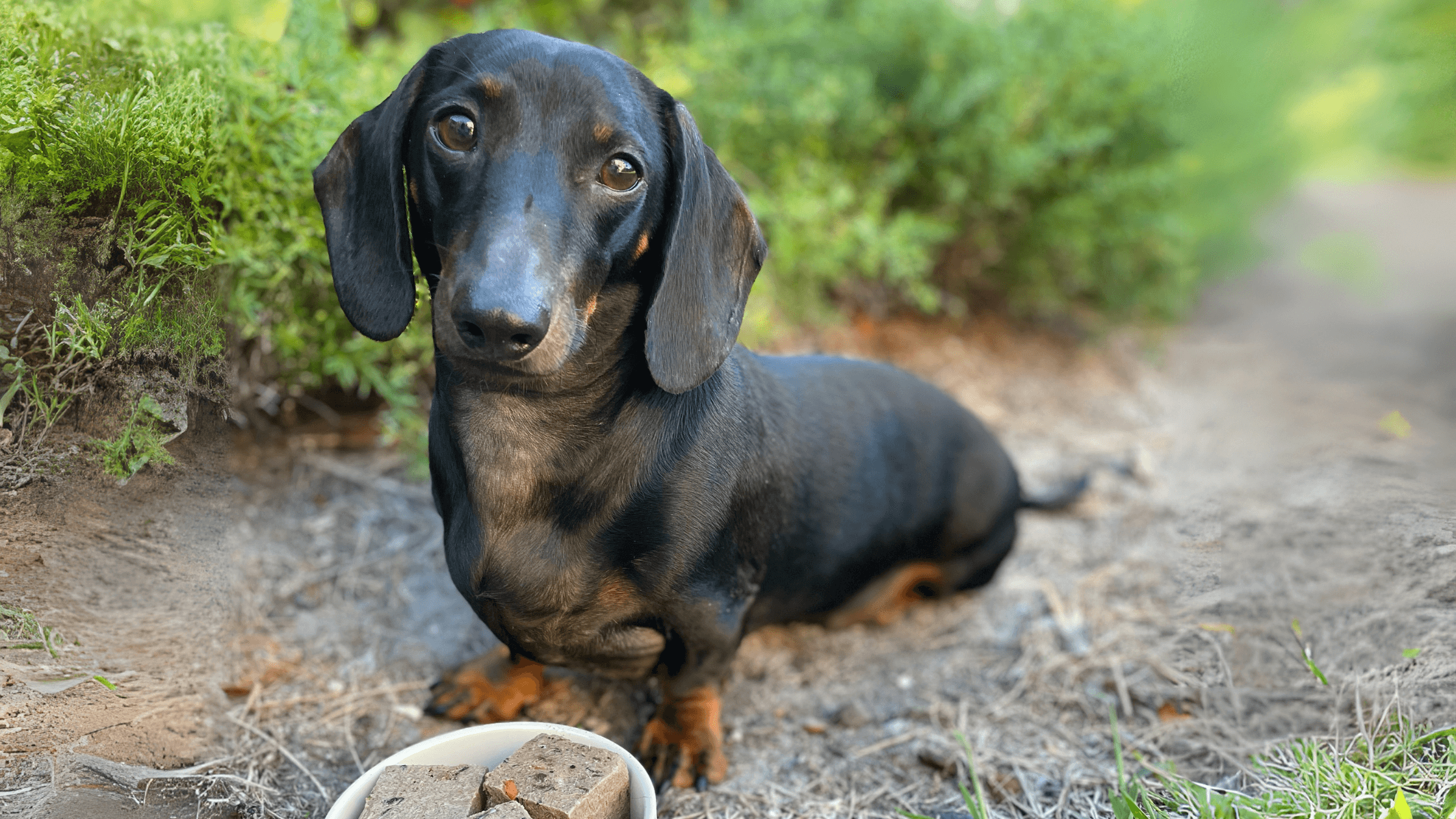 Improving the Health of Dachshunds through Optimal Nutrition