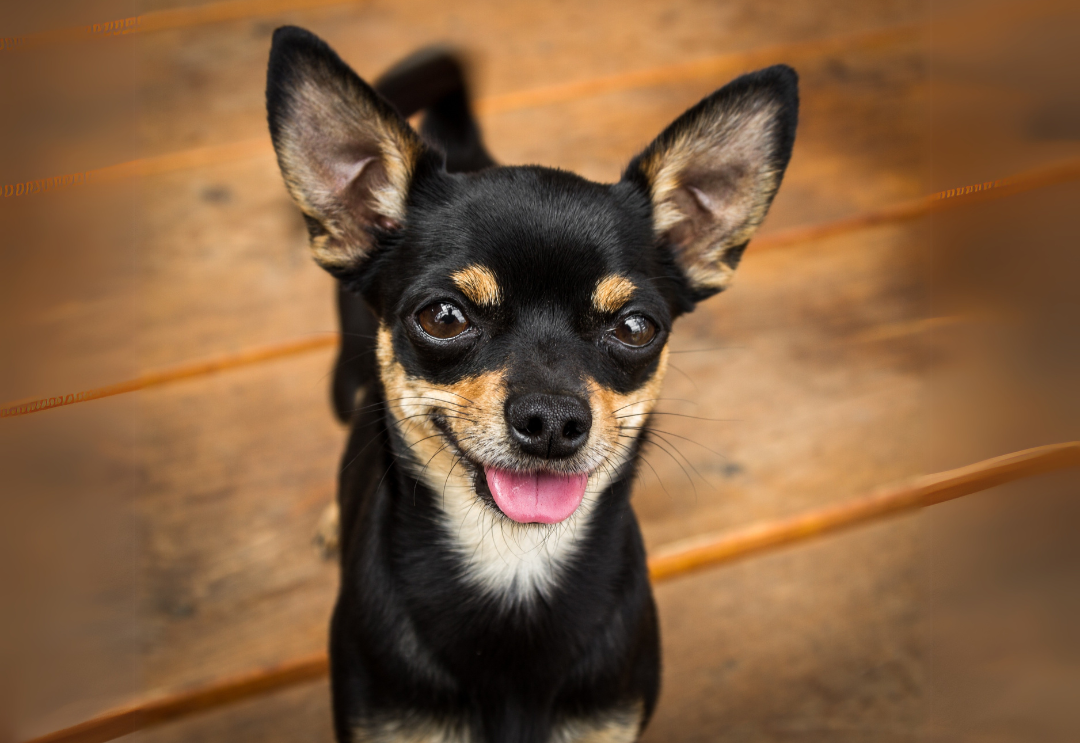 A Nutritional Guide for Chihuahuas