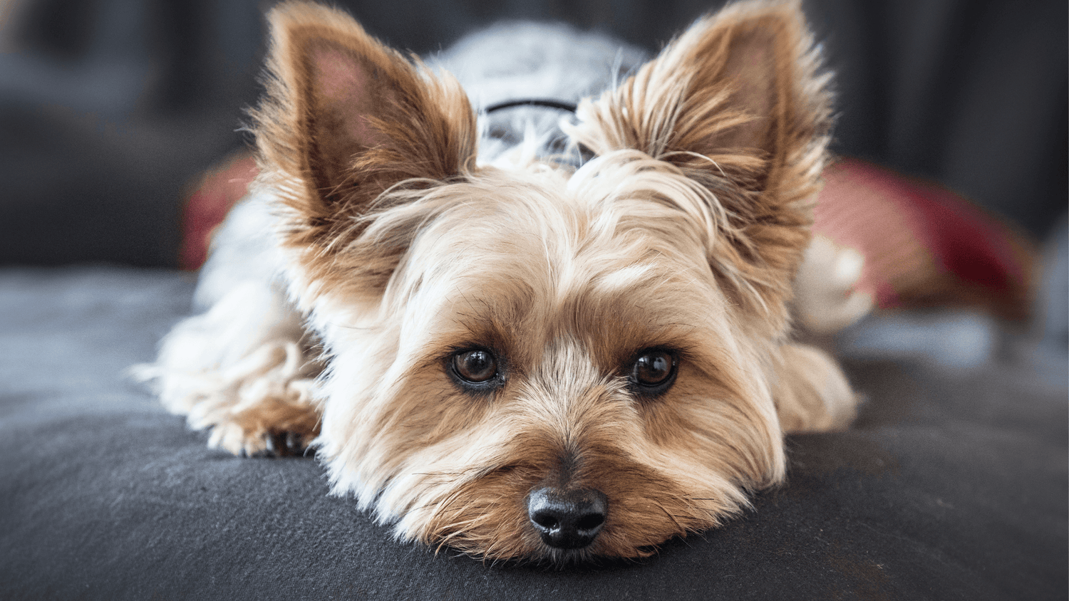Optimal Nutrition for Yorkshire Terriers to Support Common Health Concerns