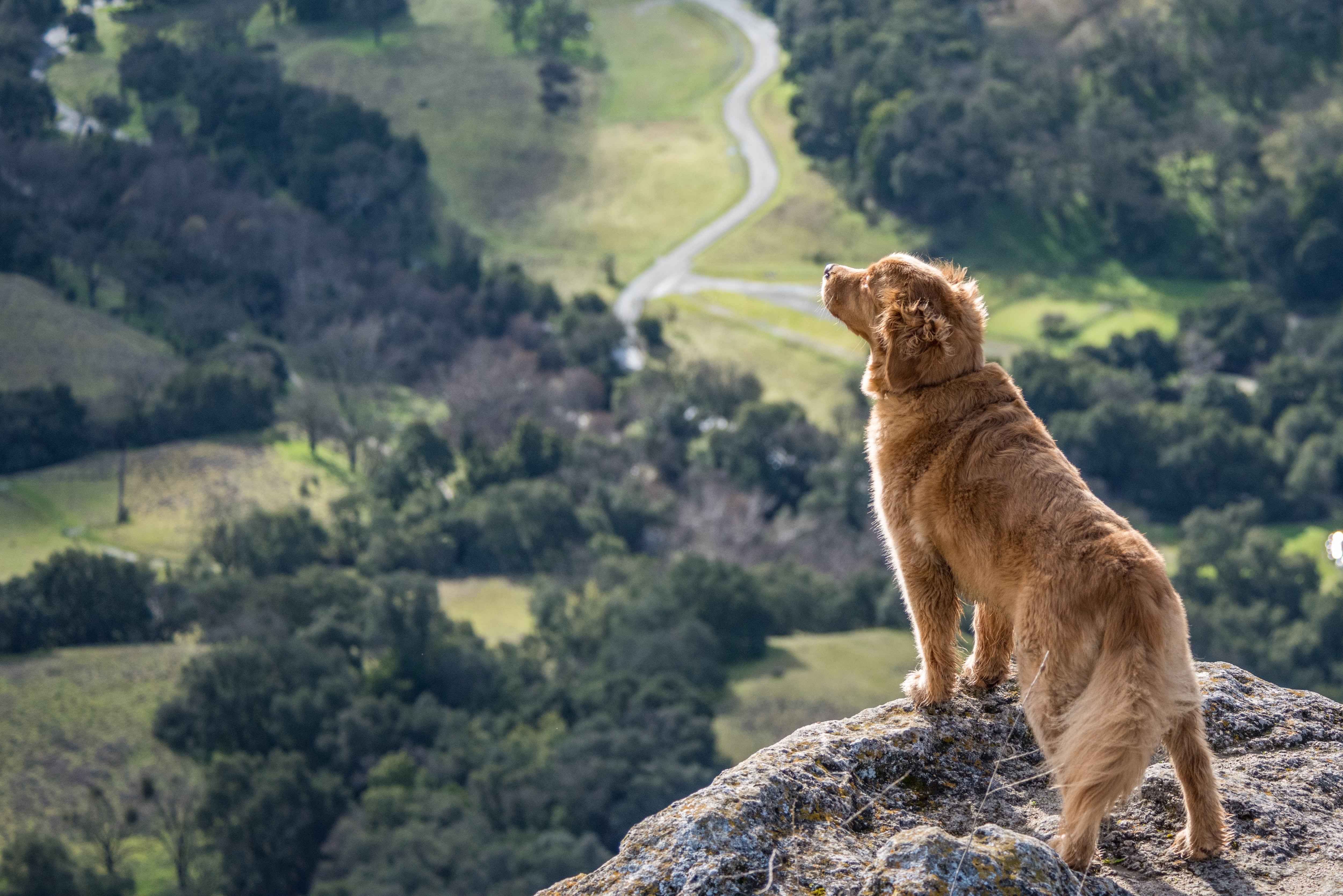 Golden Retriever standing on edge of cliff looking out over forest.