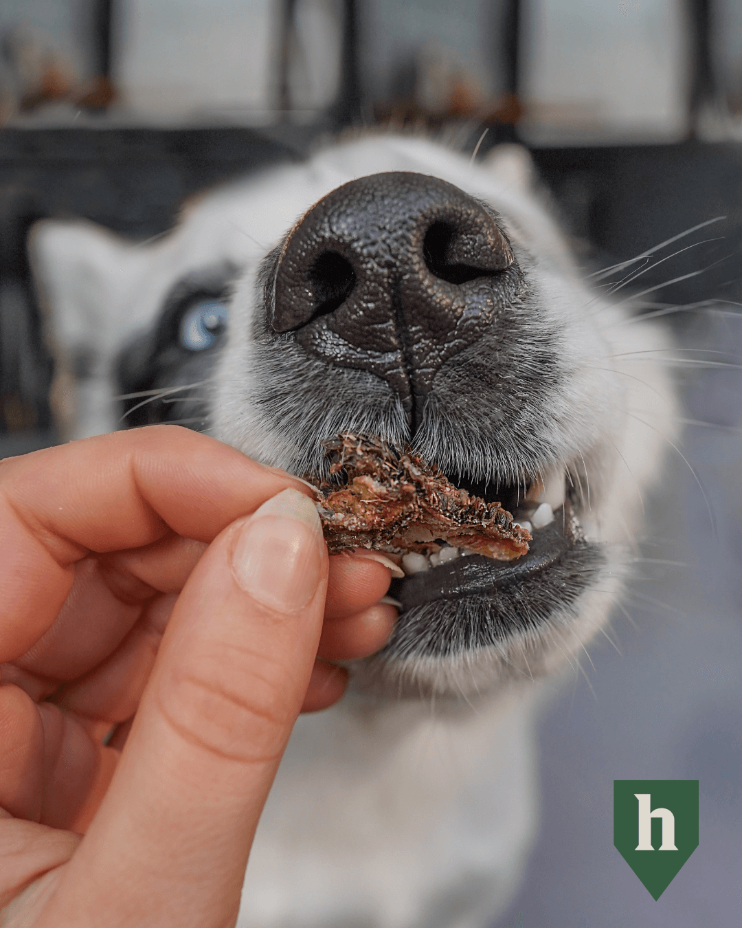 Huntaway Goat Tripe