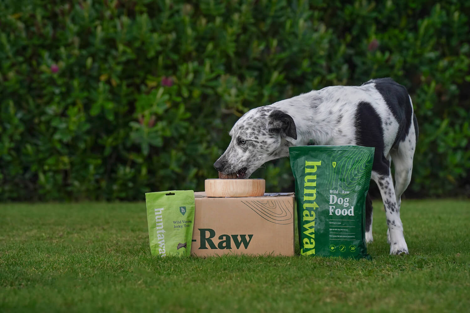 Medium sized dog eating a cube of wild raw venison dog food on top of a carton of Huntaway frozen dog food next to a bag of wild venison jerky treats and a bag of the wild raw venison dog food