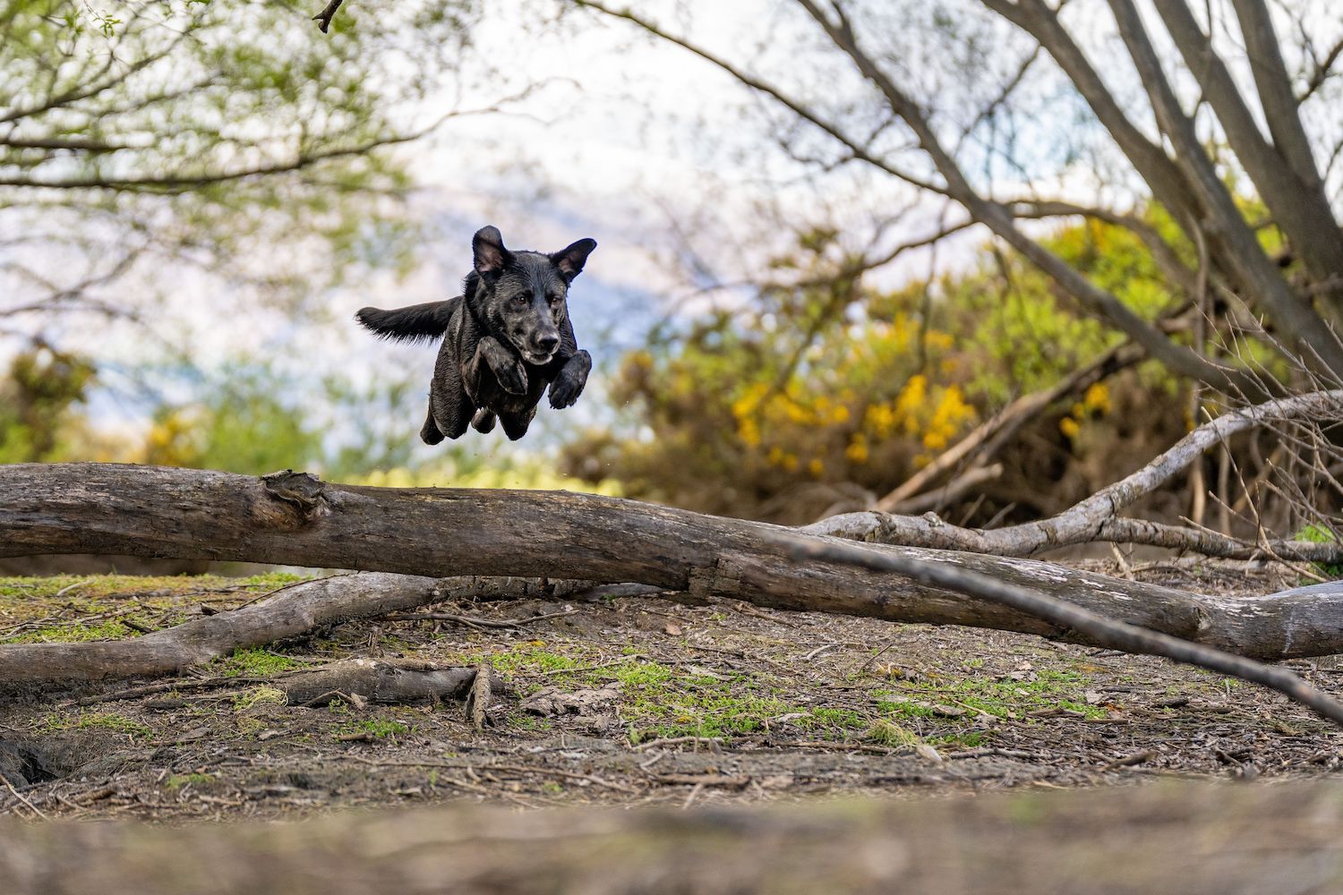 A medium size dog, mid air, jumping over a branch of a fallen tree in the forest