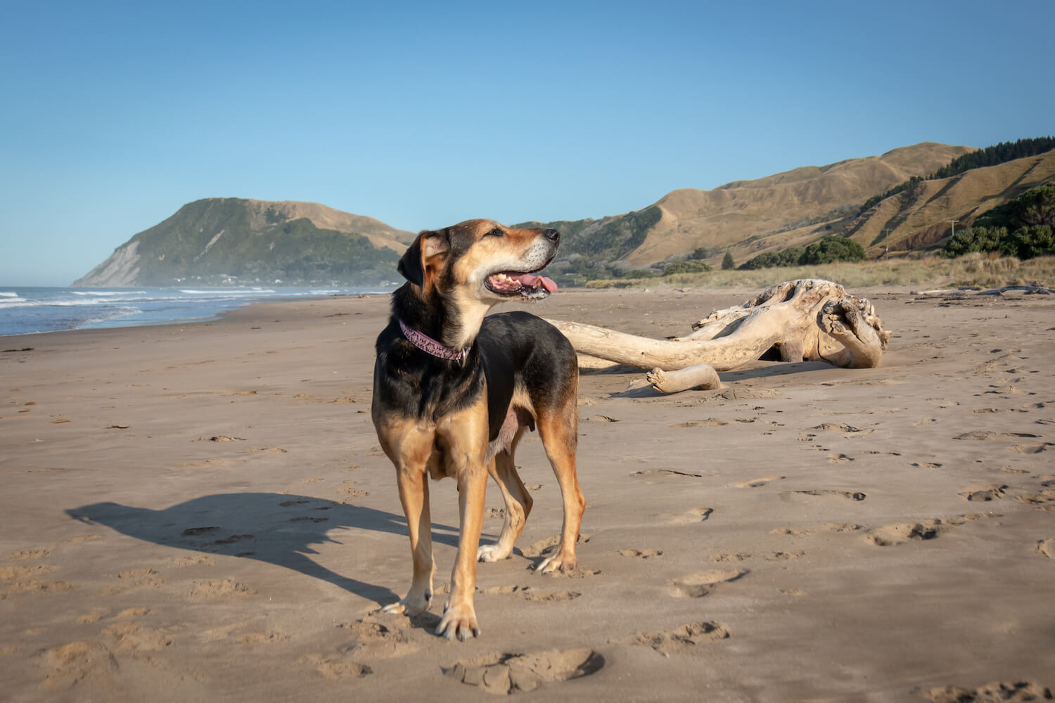 A medium sized dog standing on a beach in front of a large piece of driftwood, shaped like an antler, with the ocean and hills in the background