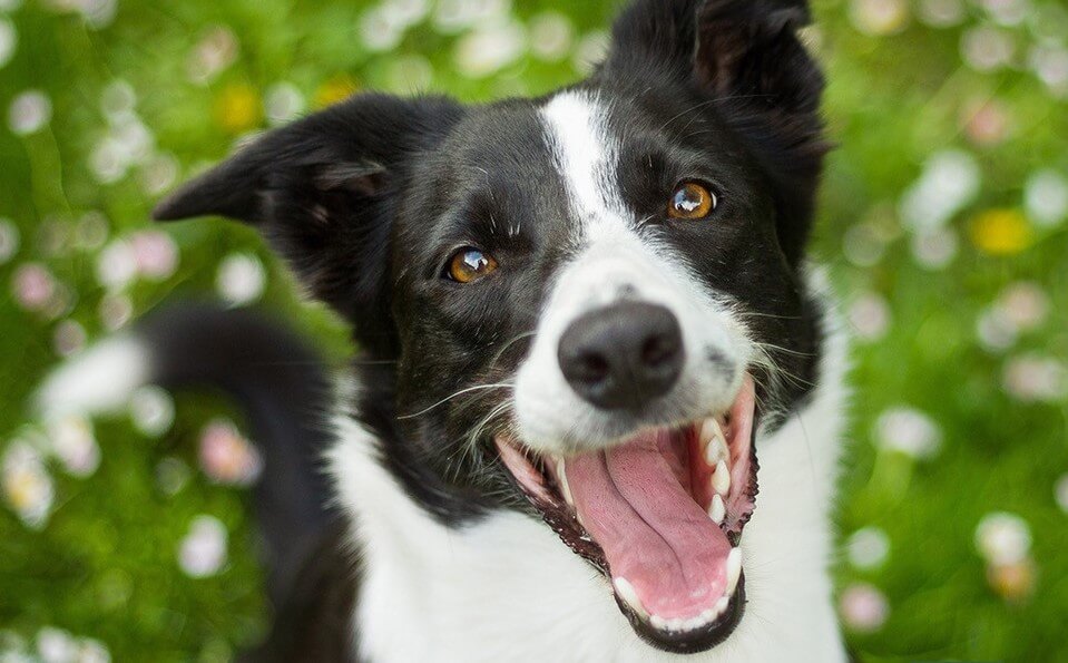 A close up of a medium size dog with it's mouth open in the grass