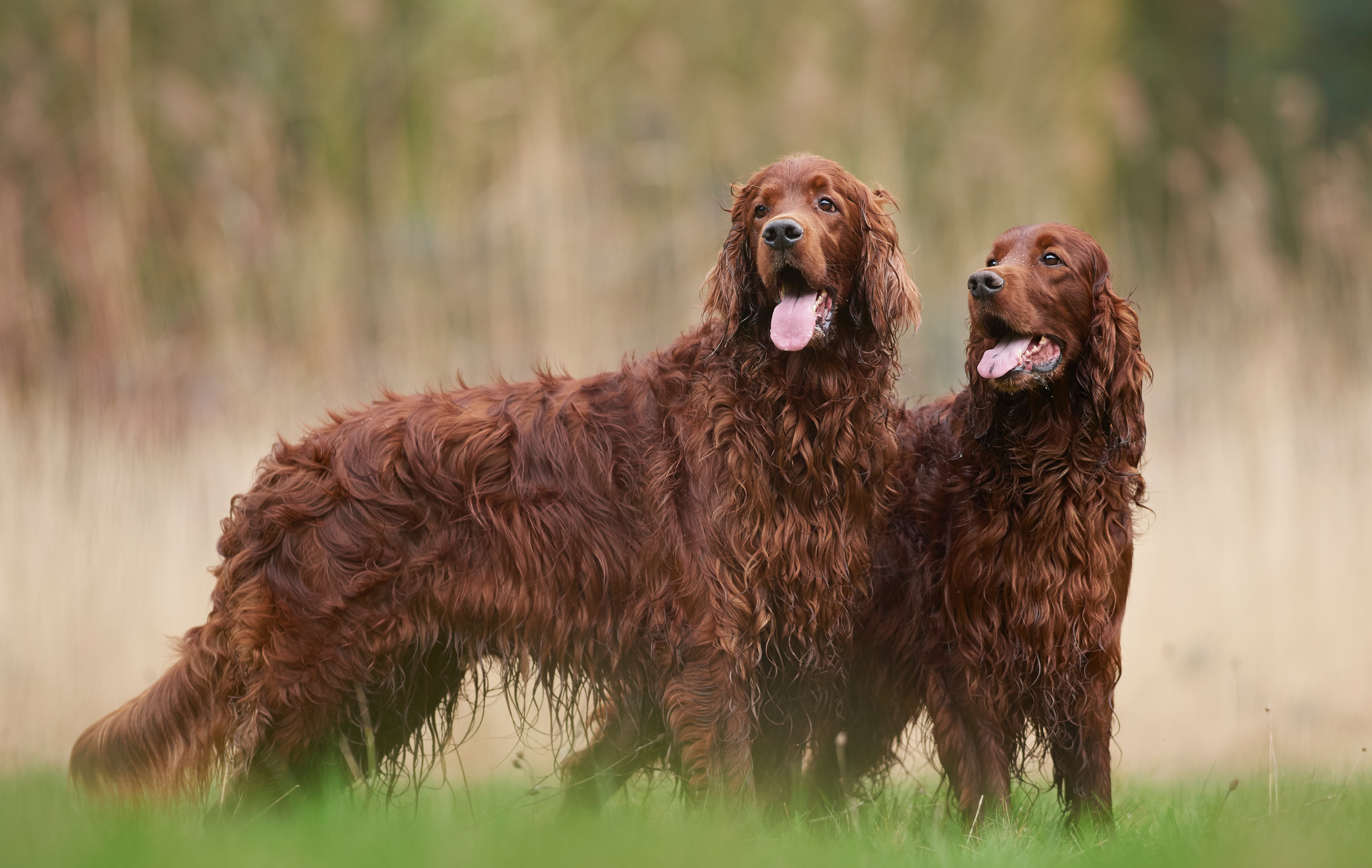 The Ultimate Guide to English Setter Health and Nutrition