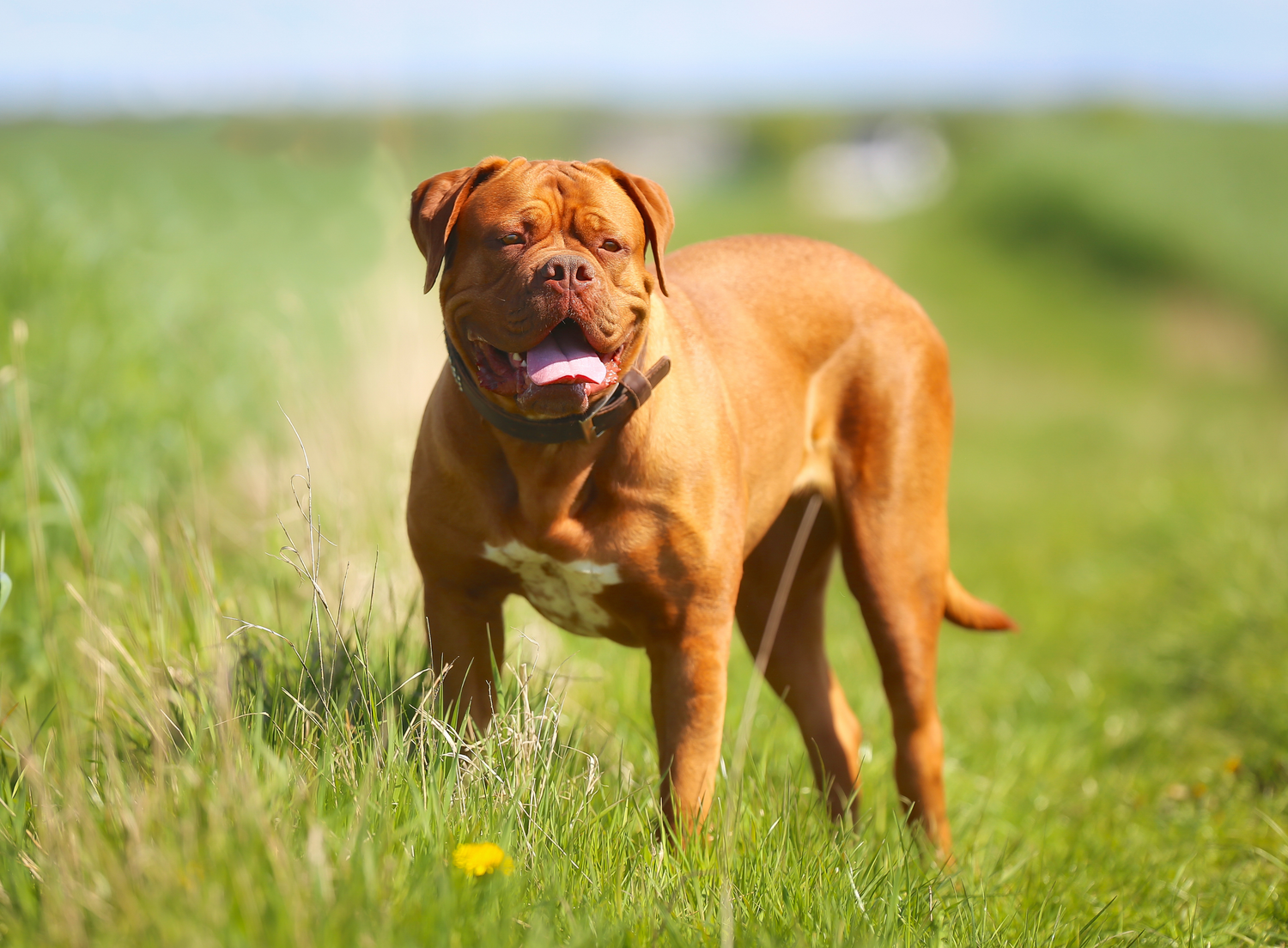 Ideal Nutrition for Mastiffs