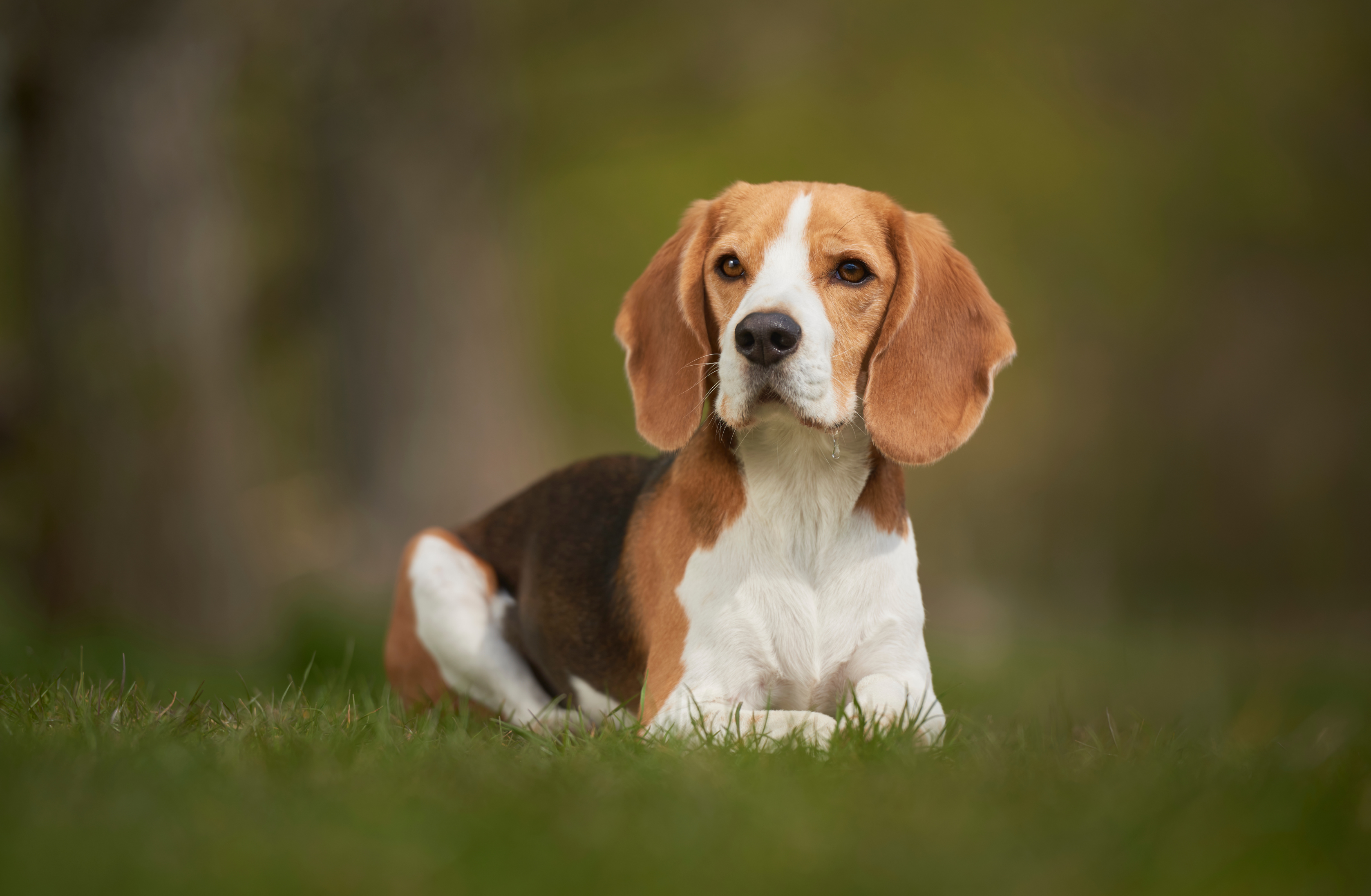 Ideal Nutrition for Beagles