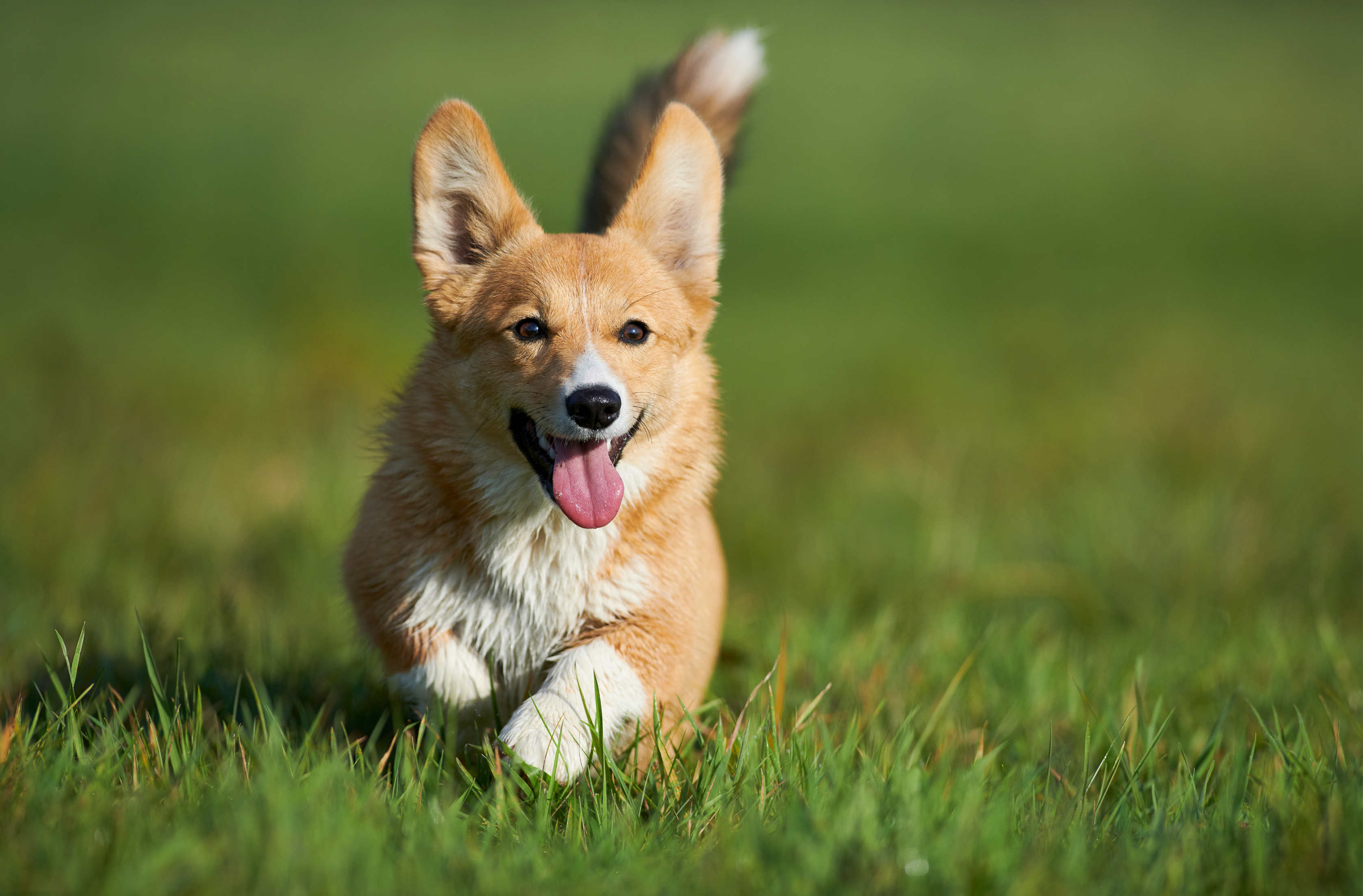 Optimal Nutrition for Corgis