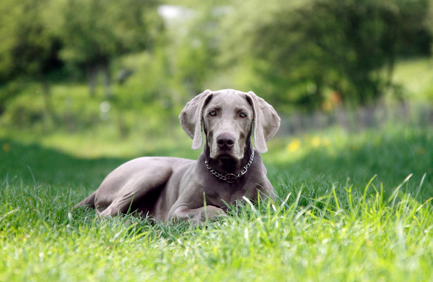 The Ultimate Guide to Nutrition for Weimaraners