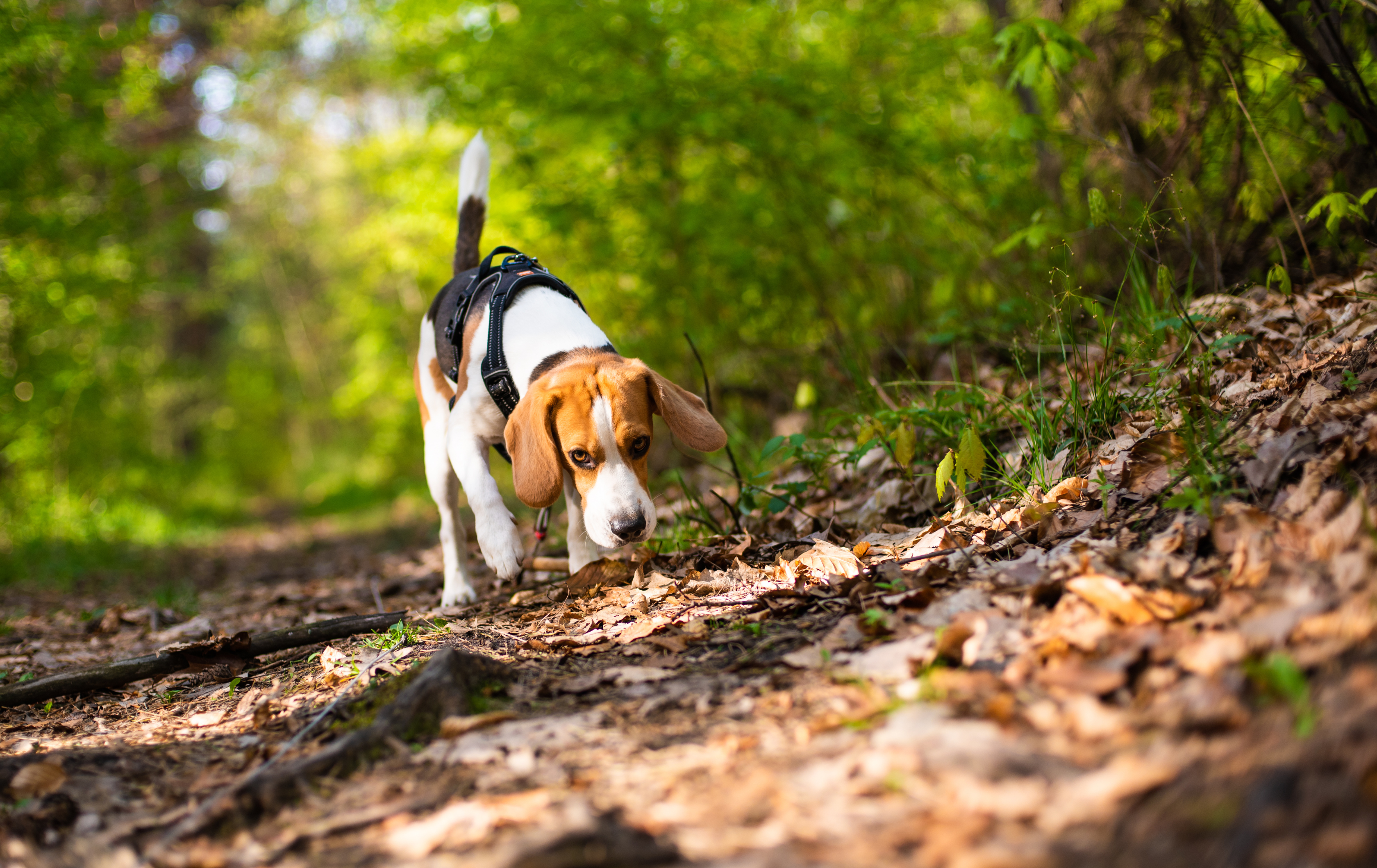 Ideal Nutrition for Beagles