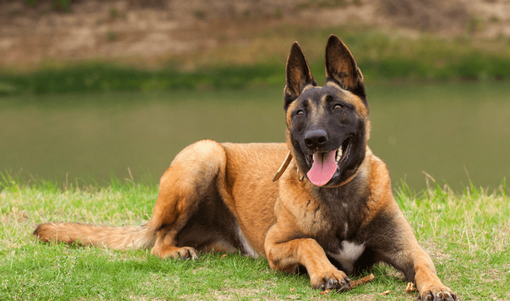 Nutrition Guide for Belgian Malinois