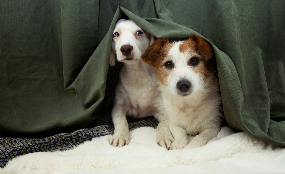 Is Your Dog Prepared in Case of an Emergency?