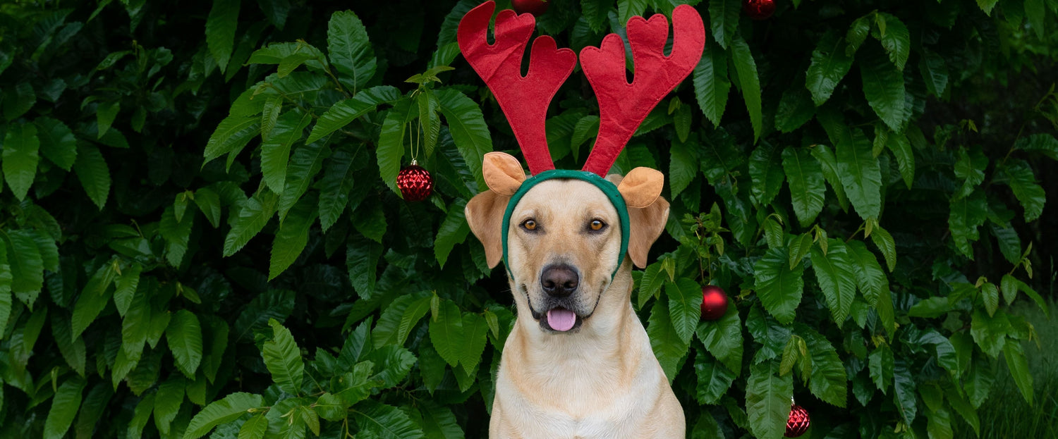 The Ultimate Holiday Gift Guide for Dogs