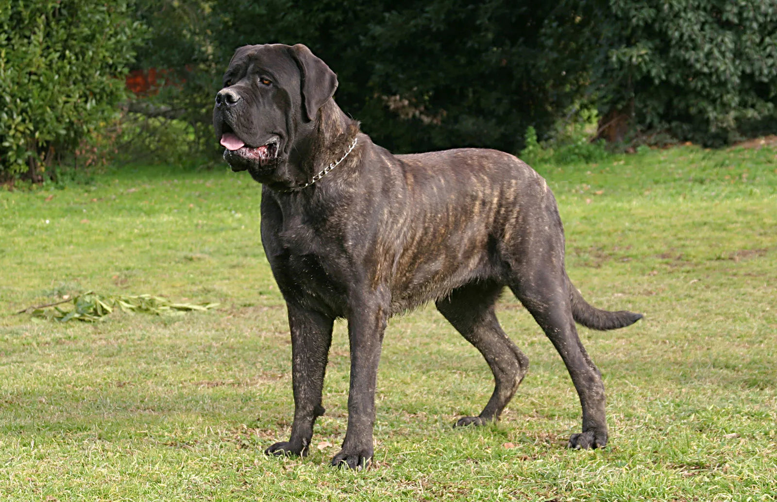 Ideal Nutrition for Mastiffs