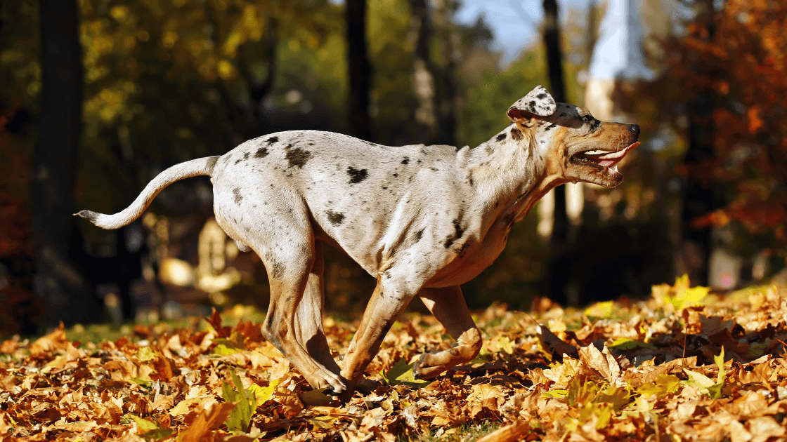 Optimal Nutrition for Catahoula Leopard Dogs