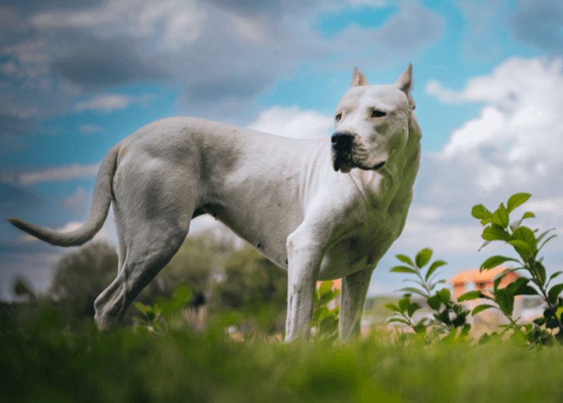 Optimal Nutrition for Dogo Argentino