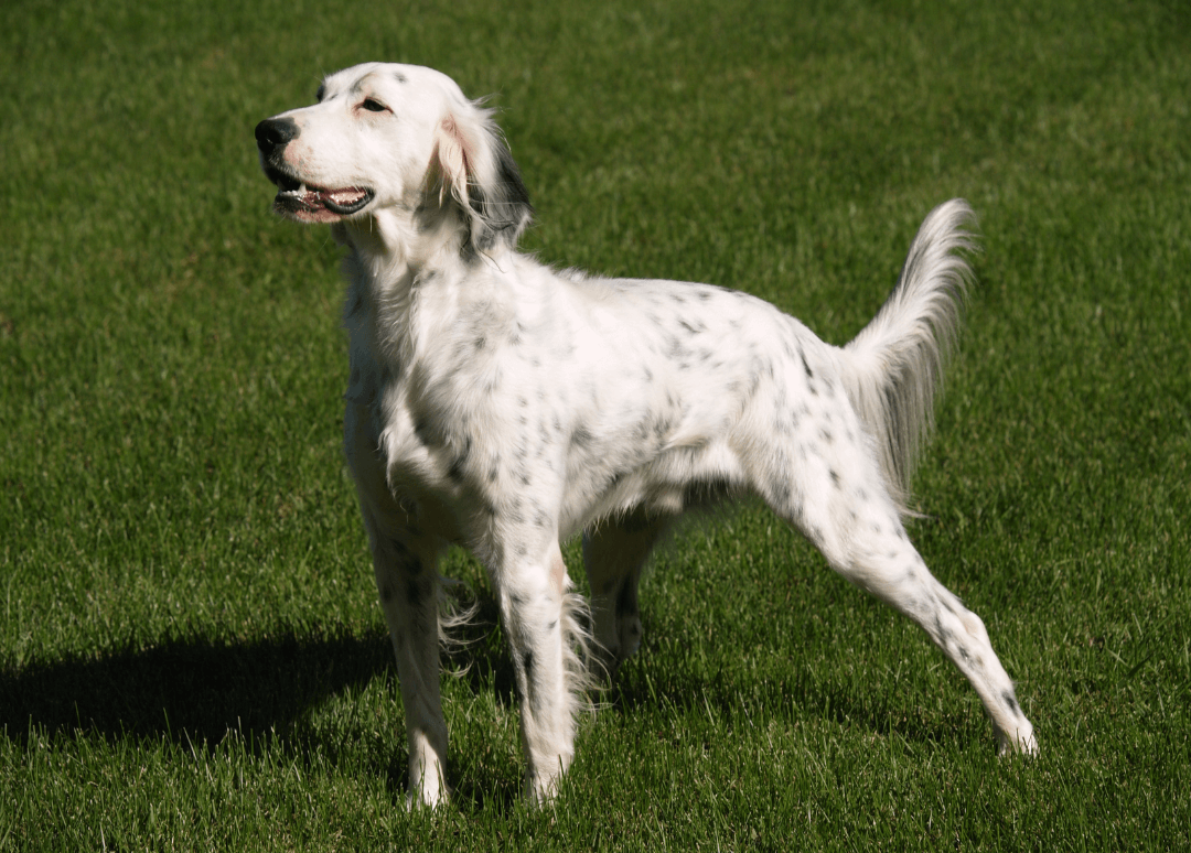 The Ultimate Guide to English Setter Health and Nutrition