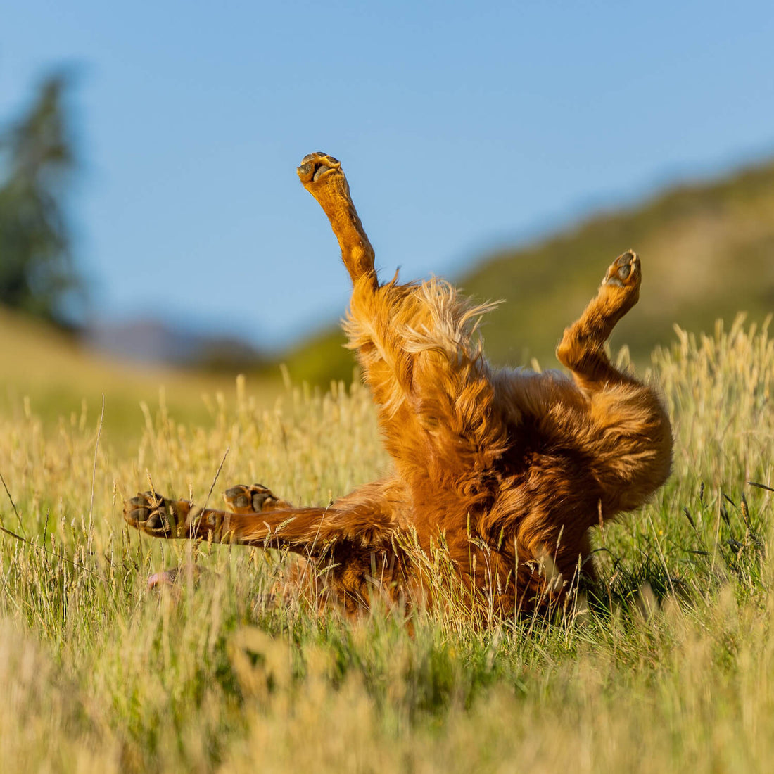 A medium sized dog rolling in the long grass on a hill as the sun sets