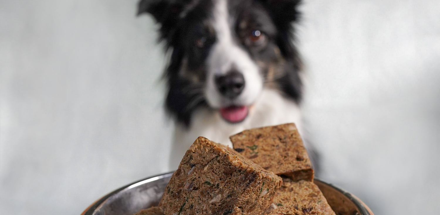 How to Feed Huntaway Raw Dog Food