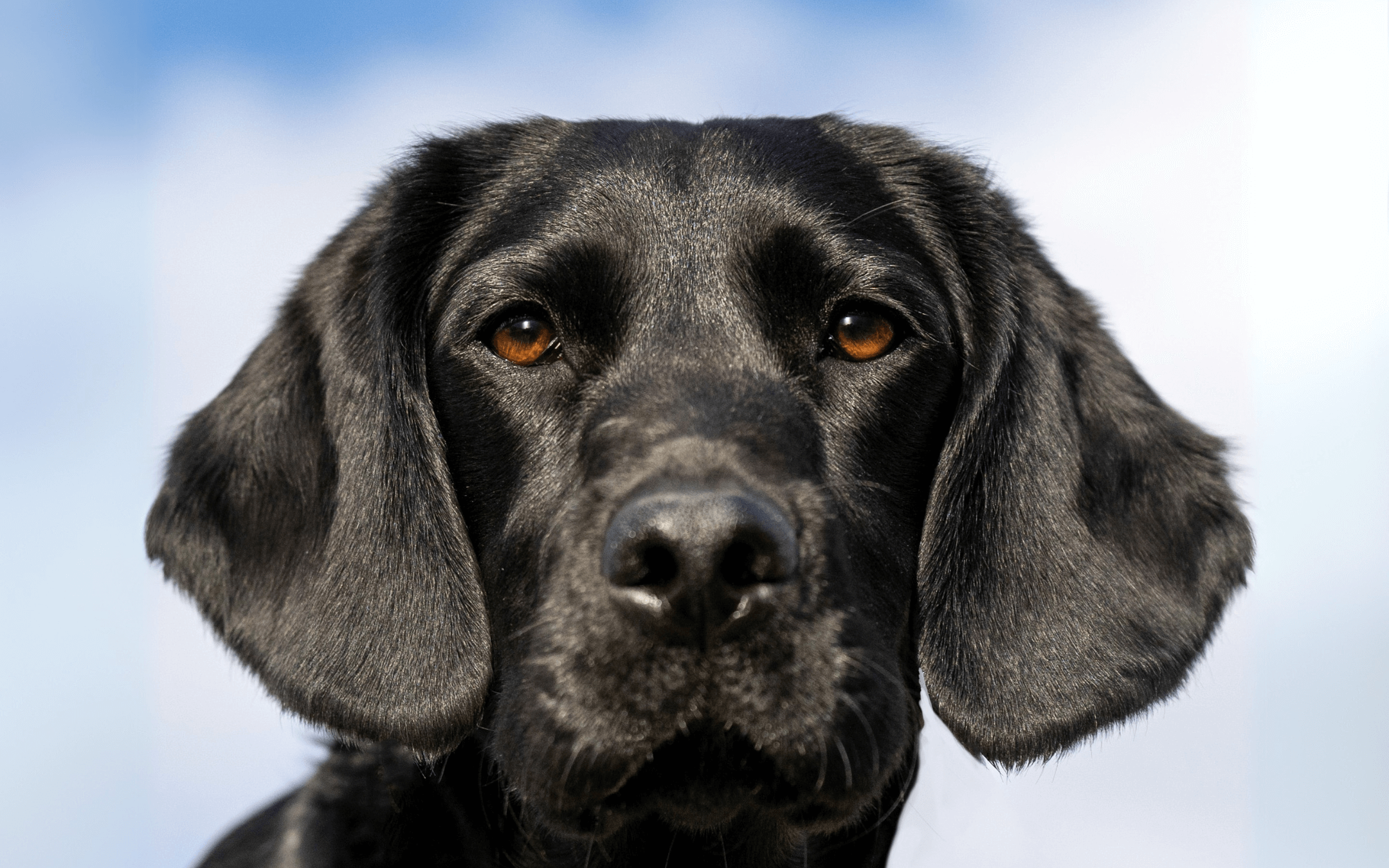 How Raw Venison Can Improve Your Dog’s Skin, Coat and Eye Health