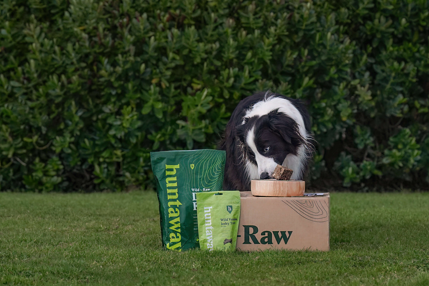 Why Border Collies Thrive on a Raw Diet