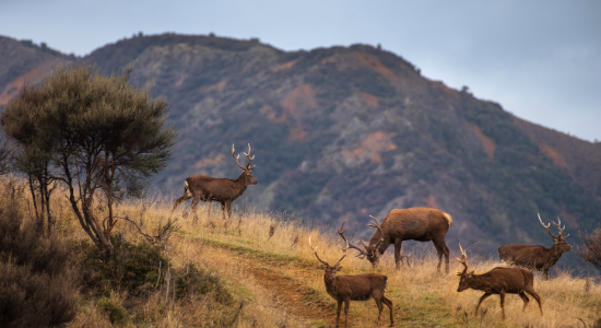 New Zealand Red Deer.