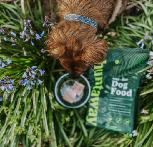 Dog with Huntaway in a bush.